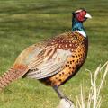 Standing Pheasant Standing Pheasant